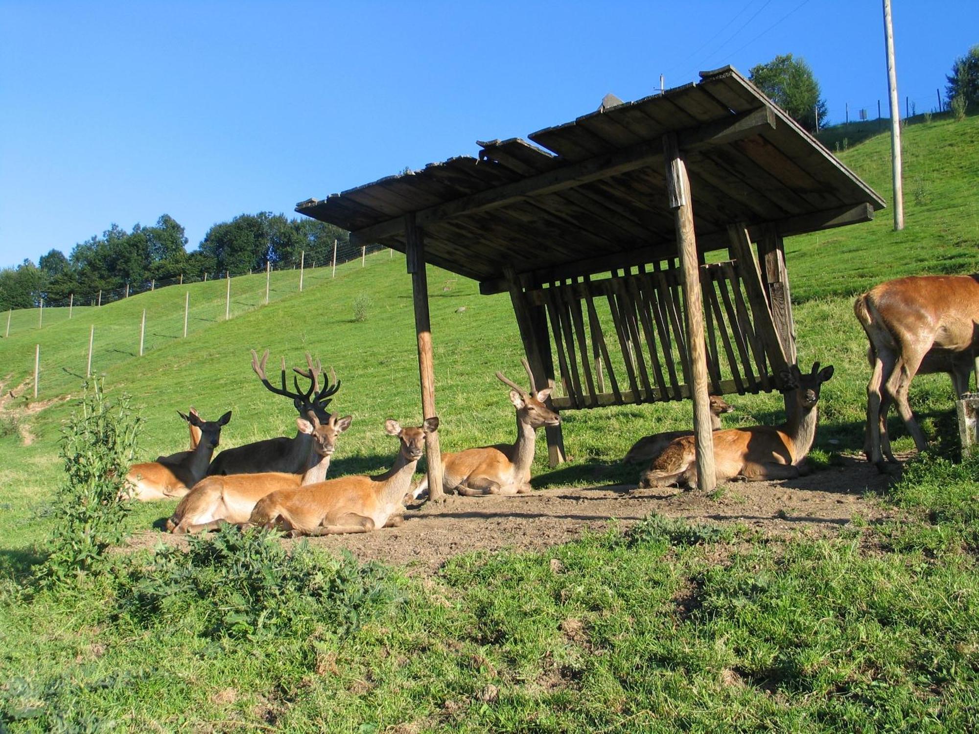 Ferienwohnung Ausblick Zillertal Hainzenberg Bagian luar foto